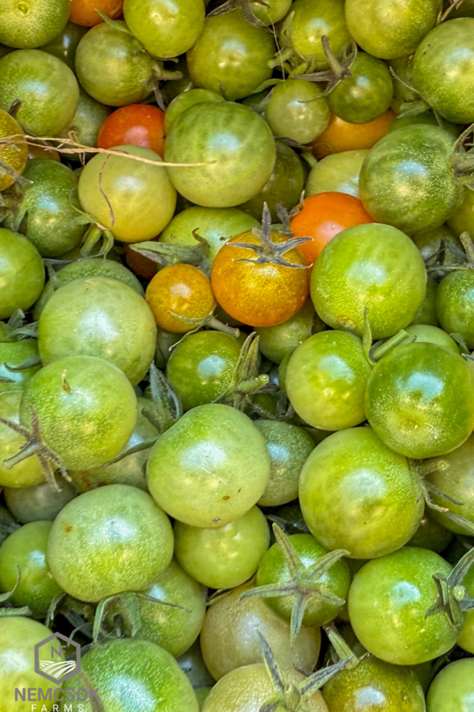 What to Do With Green Tomatoes