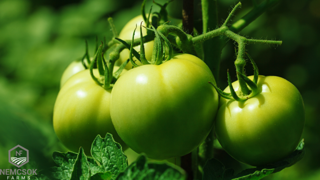 What to do with green tomatoes